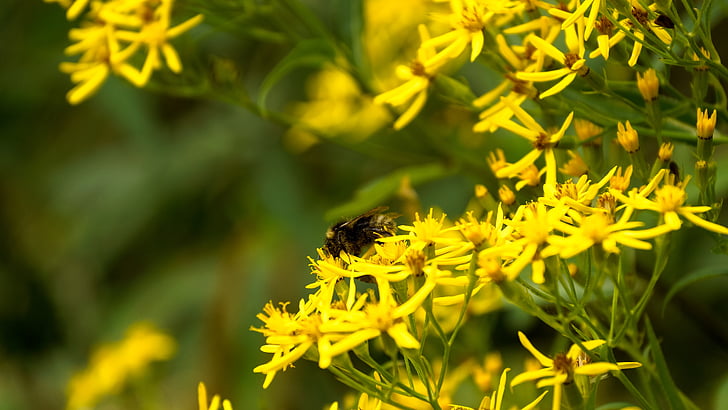 Bite, putekšņu, kukainis, augu, puķe, medus, dzeltena