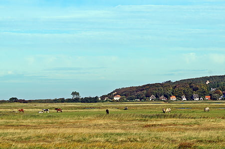 landscape, green, meadow, nature, horses