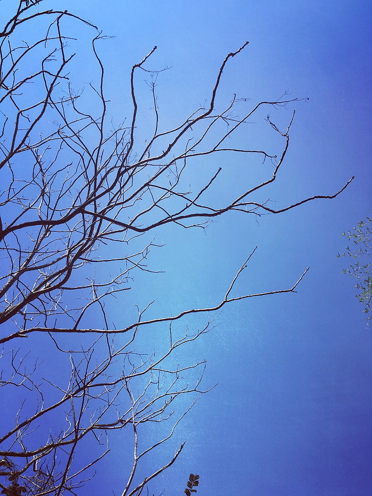 blue sky, branch, silhouette