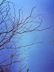 cielo azul, rama, silueta