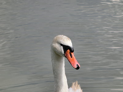Swan, huvud, djur, vit, sjön
