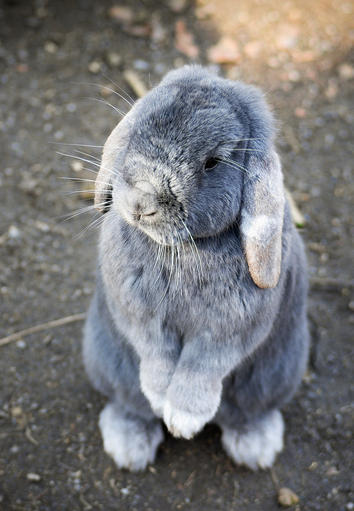 bunny, rabbit, animal, pet, cute, easter, little