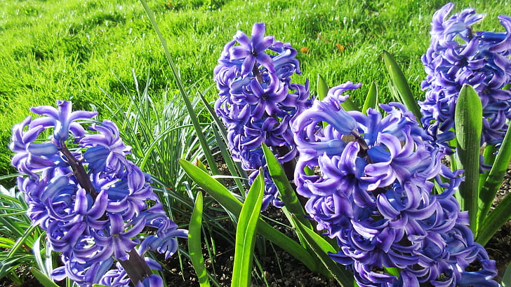 hyacinth, flower, spring, garden, green, purple, nature