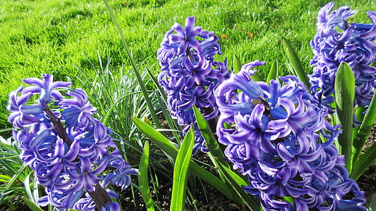 hiacintas, gėlė, pavasarį, sodas, žalia, violetinė, Gamta