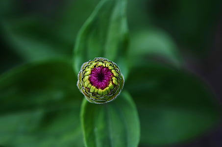 flower, plant, green, nature, leaves, natural, macro