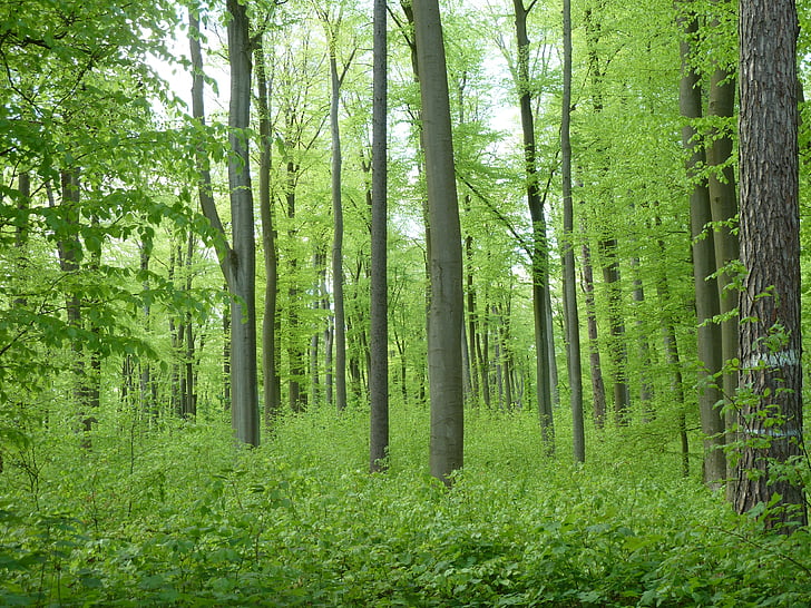 Pöökpuu, metsa, puud, raamat, roheline, loodus, kevadel
