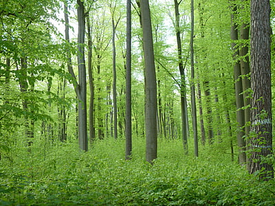 beech wood, forest, trees, book, green, nature, spring
