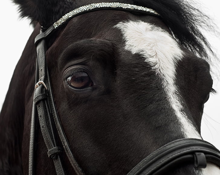 馬, クローズ アップ, 目, 頭, 肖像画, カメラを目線, 国内の動物