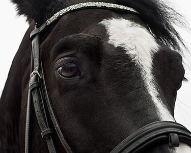 kůň, Detailní záběr, oko, hlava, portrét, Při pohledu na fotoaparát, Domácí zvířata