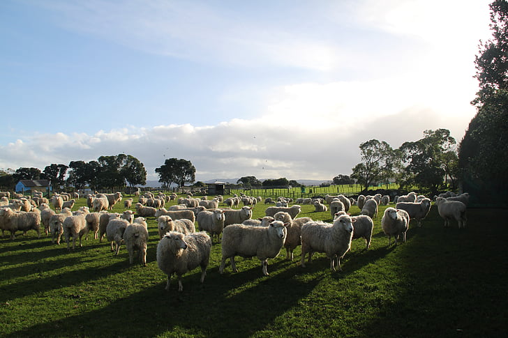 domba, pertanian, Paddock, Selandia Baru