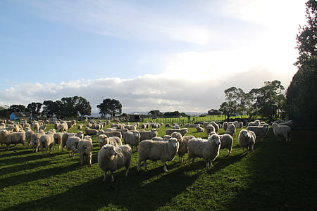 sheep, farm, paddock, new zealand