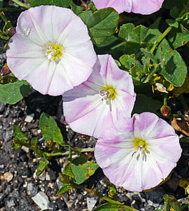 Ackerwinde, Blumen, Unterarten, kreisförmige, weiß-violett, Kies, Bergland