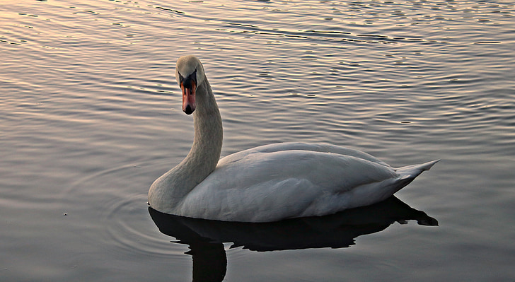 Swan, apa, alb, pasăre de apă, Lacul, natura, lebada alba