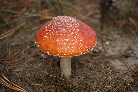 Amanita, champignon, gift, røde hat, hvide pletter, skov, efterår