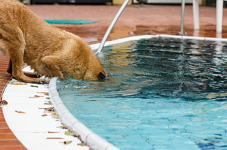 bazén, pes, léto, pod vodou, Belgický ovčák, Malinois, voda