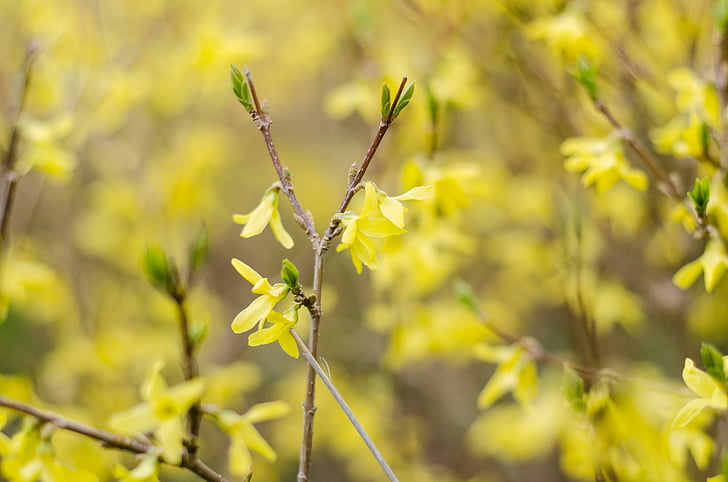 Forsythia, gul blomst, forår, forårsblomster