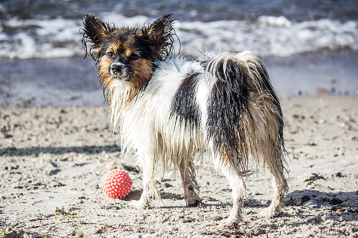 dog, pet, ball, beach, sea, black and white, play