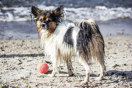 Hund, Haustier, Kugel, Strand, Meer, schwarz / weiß, spielen