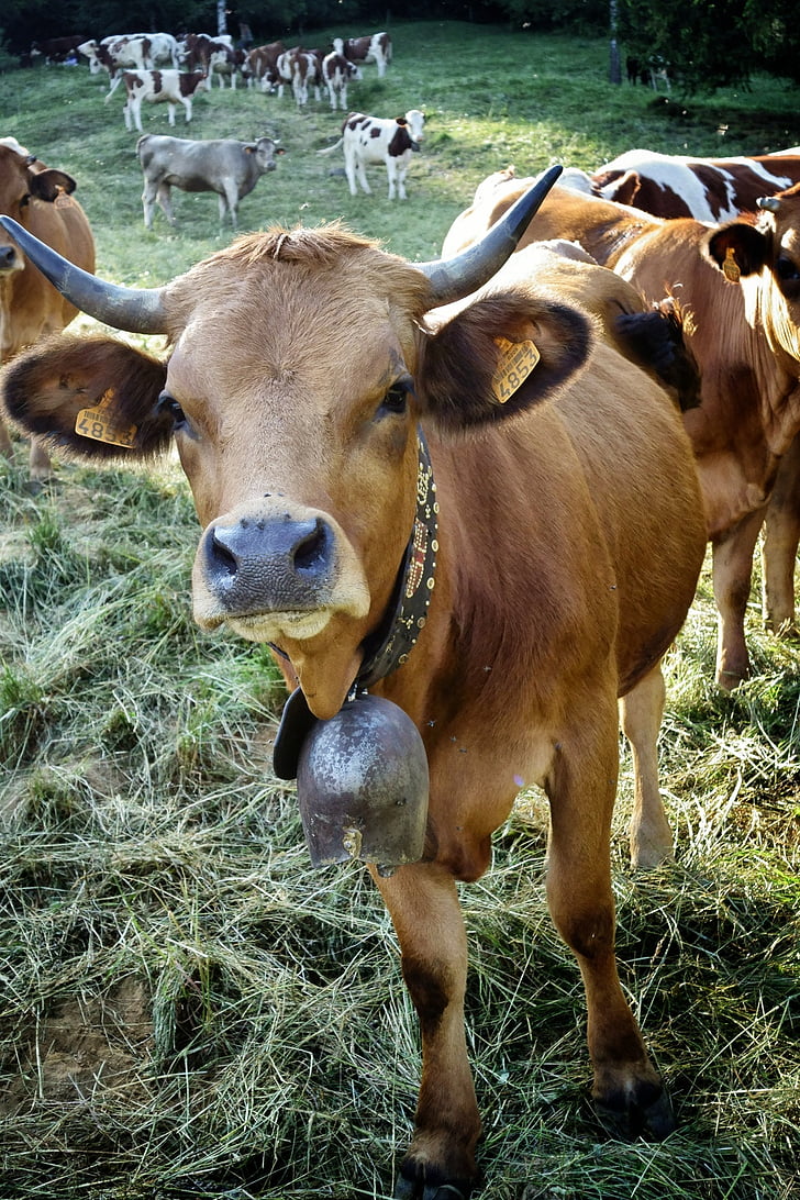 agricultura, animale, carne de vită, taur, viţel, vite, zona rurală