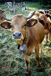 lauksaimniecība, dzīvnieku, liellopu gaļa, Bull, teļš, liellopi, laukos