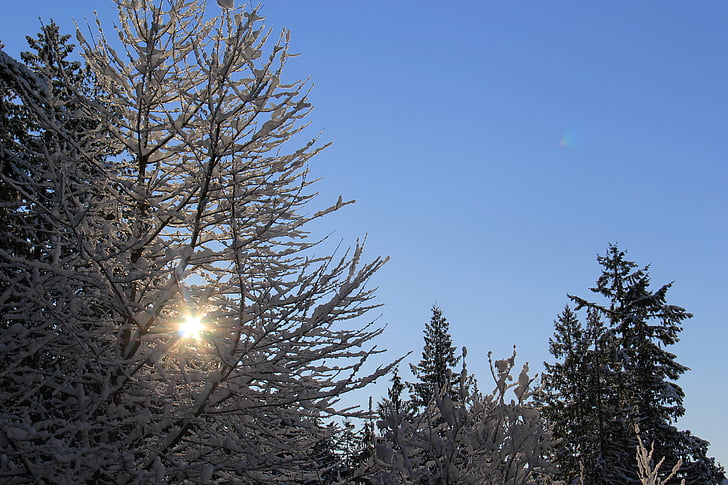 besneeuwde ochtend, zonnige sneeuw, koude lens flare, winter, boom, natuur, sneeuw