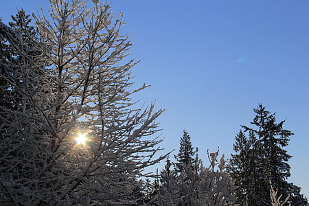 pagi hari bersalju, cerah salju, dingin lensa suar, musim dingin, pohon, alam, salju