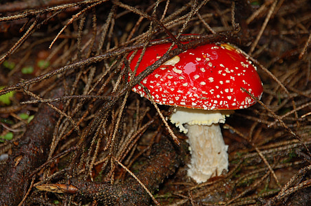 amanita, mushroom, forest, autumn, poisoning, danger, poisonous