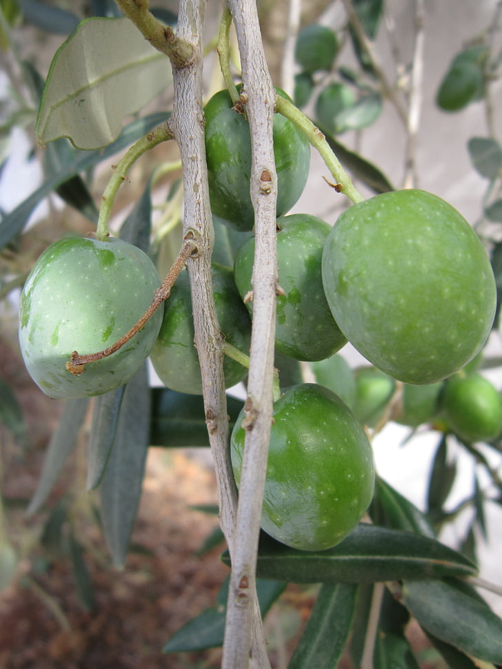 olives, olive tree, branch, green, green olives, ripe olives, olivier