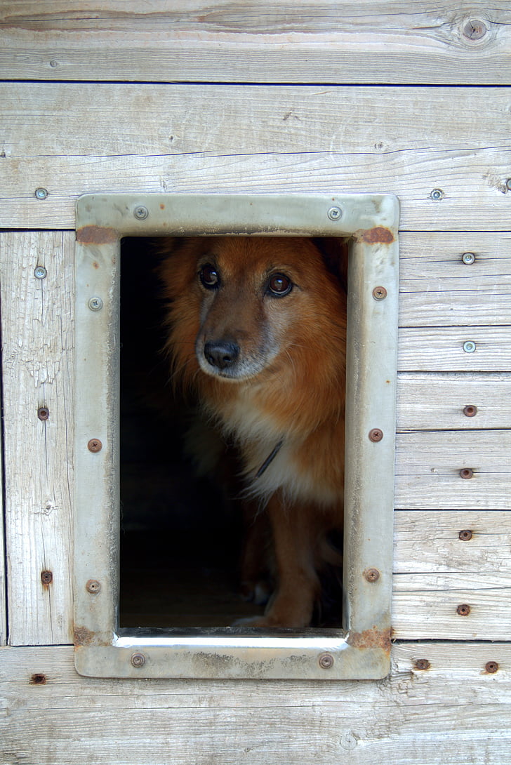 abrigo de animais, cão, triste, cabana, longs, animal de estimação, à espera