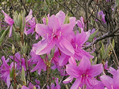 Azalea, Ericaceae, Lentebloemen, roze bloem