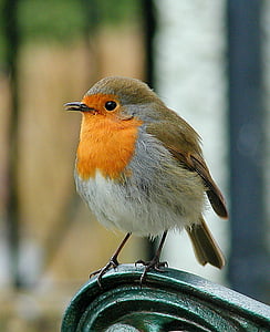 robin, bird, wildlife, red, songbird, cute, outdoors
