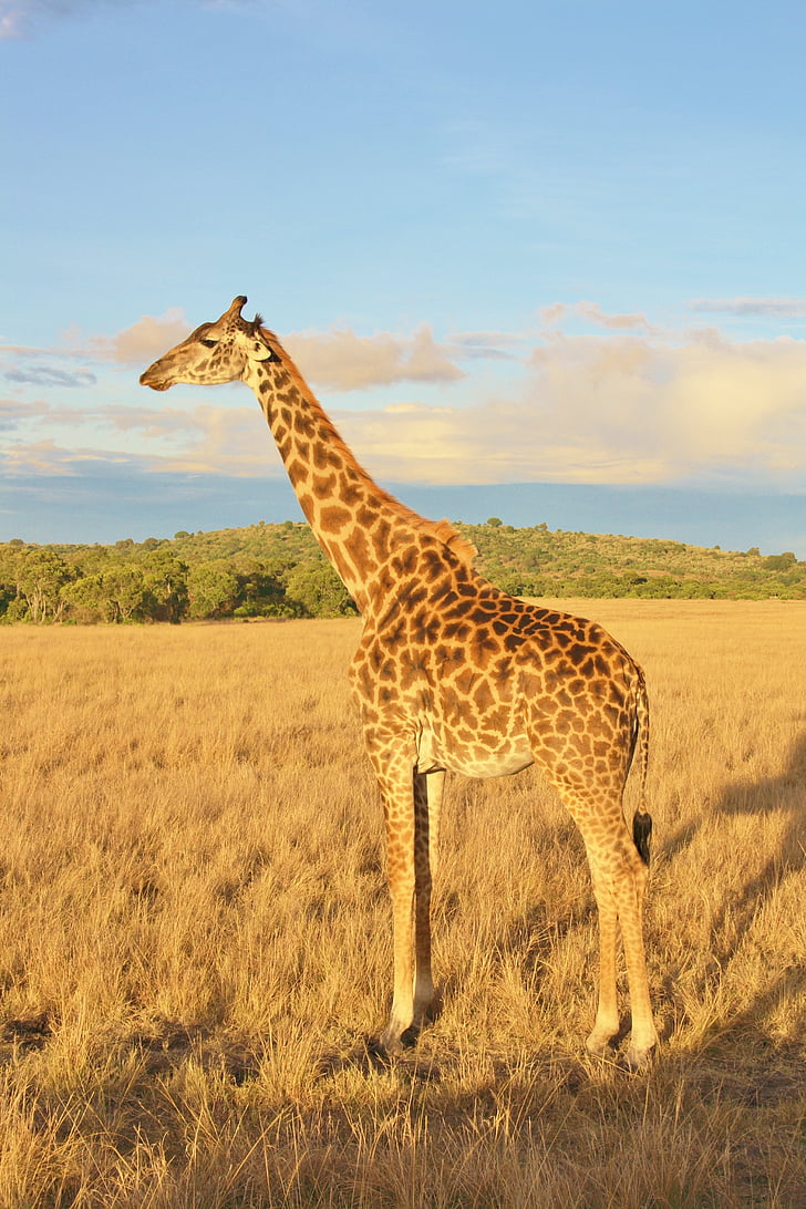 Żyrafa, Kenia, zwierząt, dzikich zwierząt, Safari, jedno zwierzę, dzikie zwierzęta