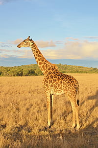 жираф, Кения, животните, дива природа, сафари, едно животно, животни в дивата природа