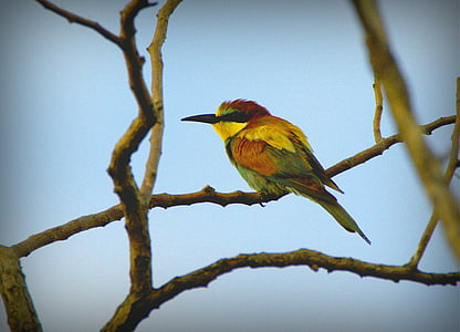european bee-eater, merops apiaster, bird, birds, sitting, beak, wildlife