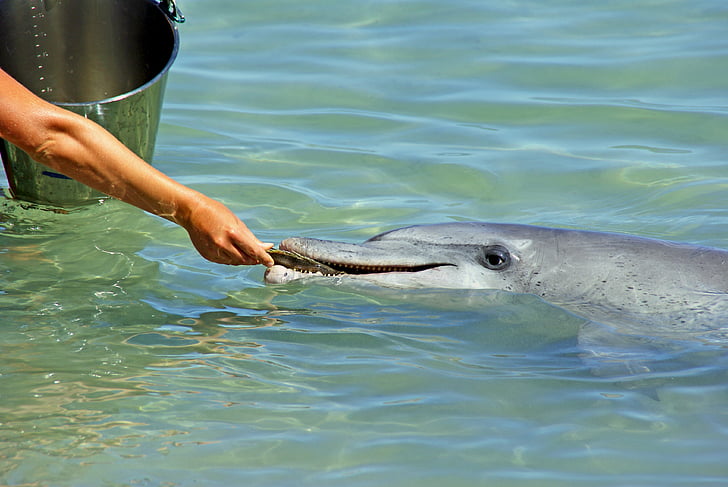 photo, gray, dolphin, eating, meat, fish, hand