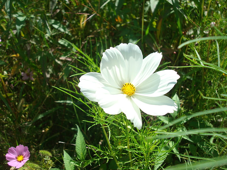 Blume, weiße wiesenblume, Wilde Blume, in der Nähe, Natur, weiß, Sommer