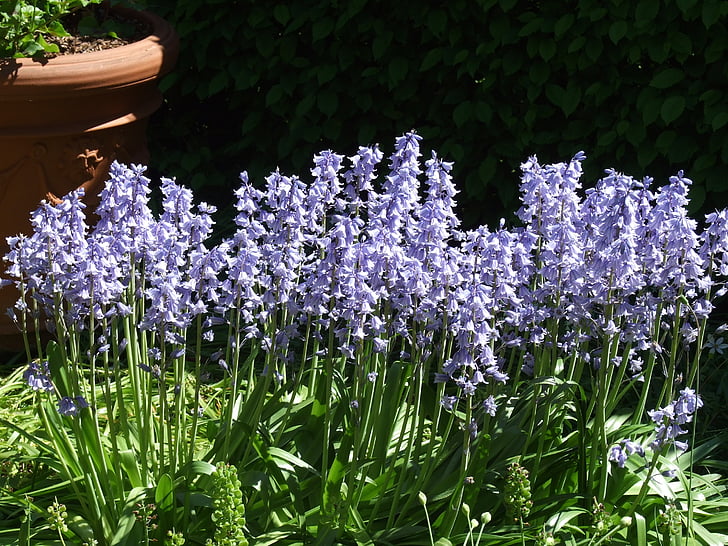 mùa xuân, Blue bells, Thiên nhiên, đầy màu sắc, mùa giải, tự nhiên, thực vật