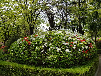공원, 자연, 나무, 꽃, 봄 꽃, 풍경, 아름다움
