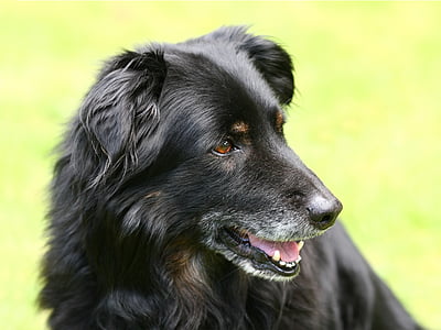 개, 하이브리드, 오래 된, 블랙, 안에, hundeportrait, 개 머리