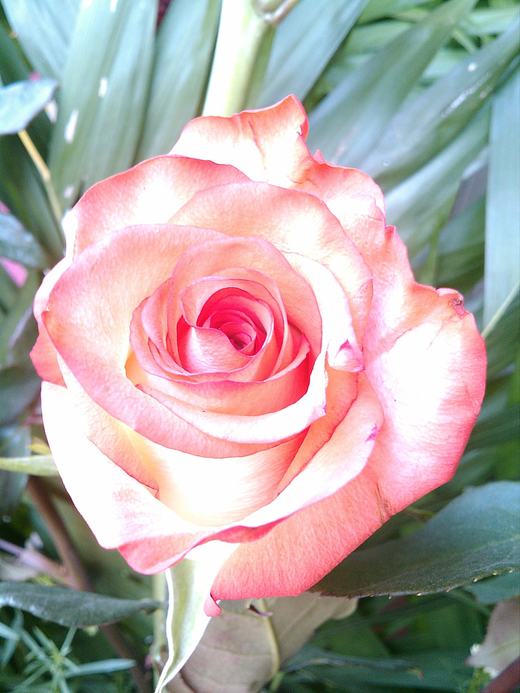 Rosa, natura, Rosa, planta, pètal, flor, close-up