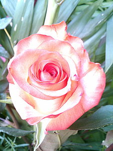 Rosa, daba, rozā, augu, ziedlapas, puķe, tuvplāns