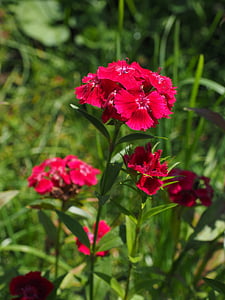 carnation, sweet william, flowers, red, carnation family, ornamental plant, dianthus barbatus