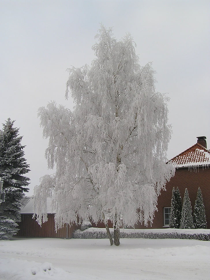 árvore, Inverno, geadas, frio, neve, frio - temperatura, natureza