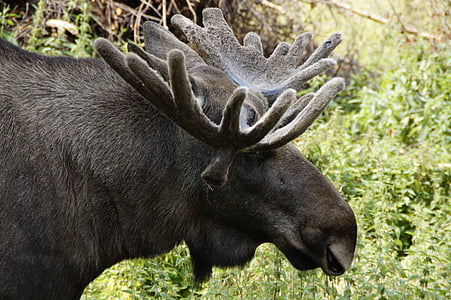 moose, bull moose, head, antler, sweden, male, animal