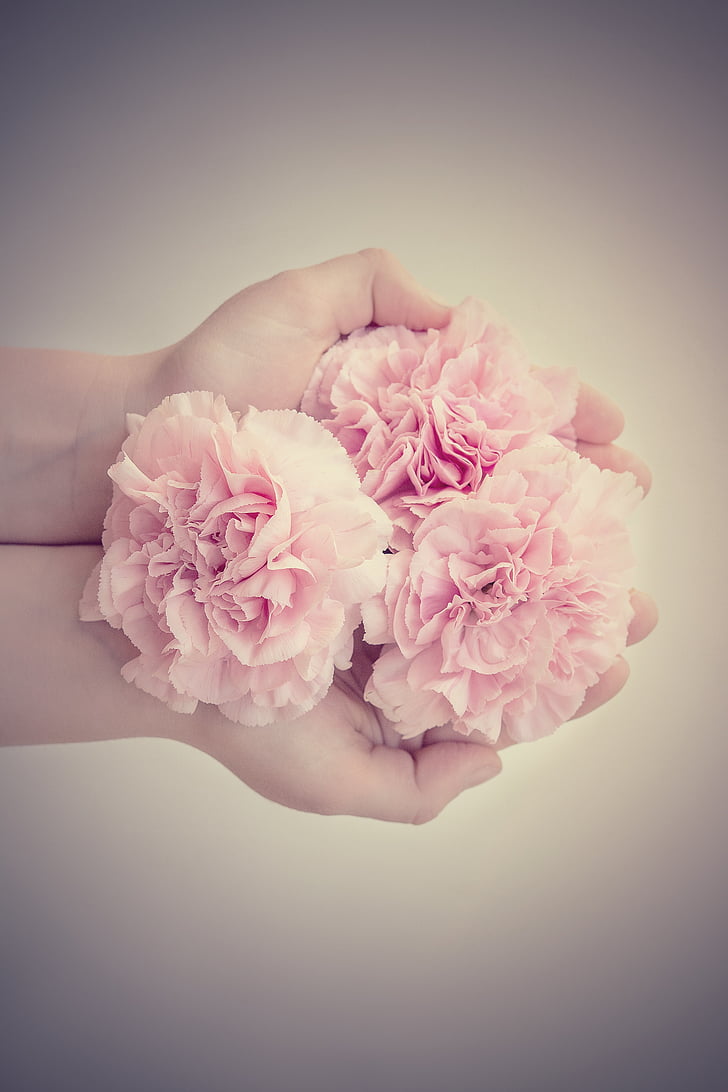 virágok, szegfűszeg, rózsaszín, rózsaszín virágok, a fenti, vágott virágok, kéz