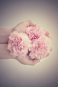 gėlės, gvazdikėliai, rožinė, rožinės gėlės, iš viršaus, skintos gėlės, ranka