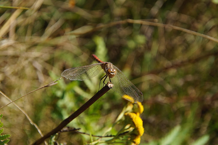 Dragonfly, putukate, looma, loodus, väike
