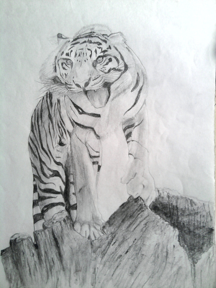 Tiger, kresliť, ceruzka, podfarbenie, Kreslenie, cicavec, karikatúra