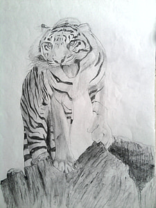 tigru, remiză, creion, umbrire, desen, mamifer, desene animate