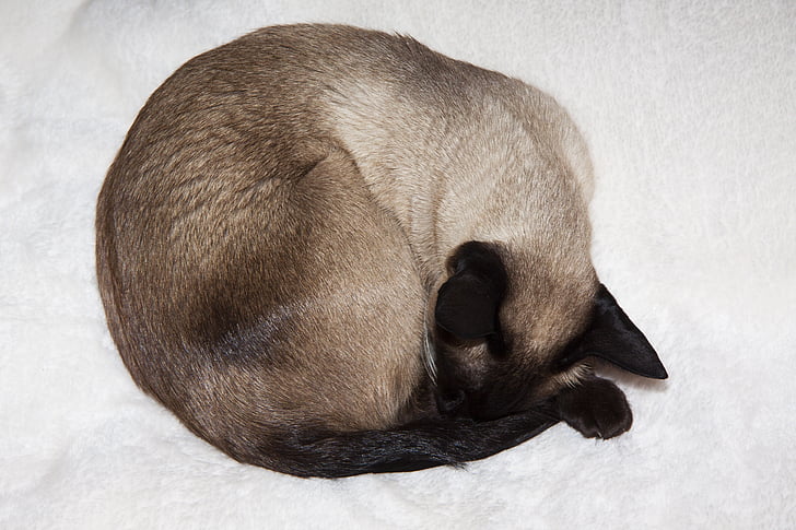 Siamese pisică, Thai siam, pisica, siamez, pisica de rasa, somn, relaxat